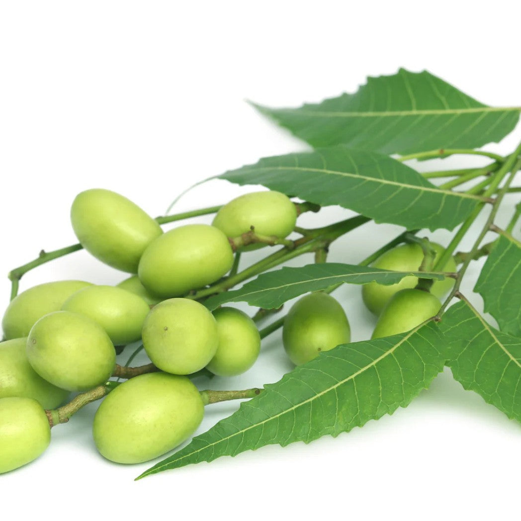 L'Anza - Healing Strength Silk Serum Neem Plant